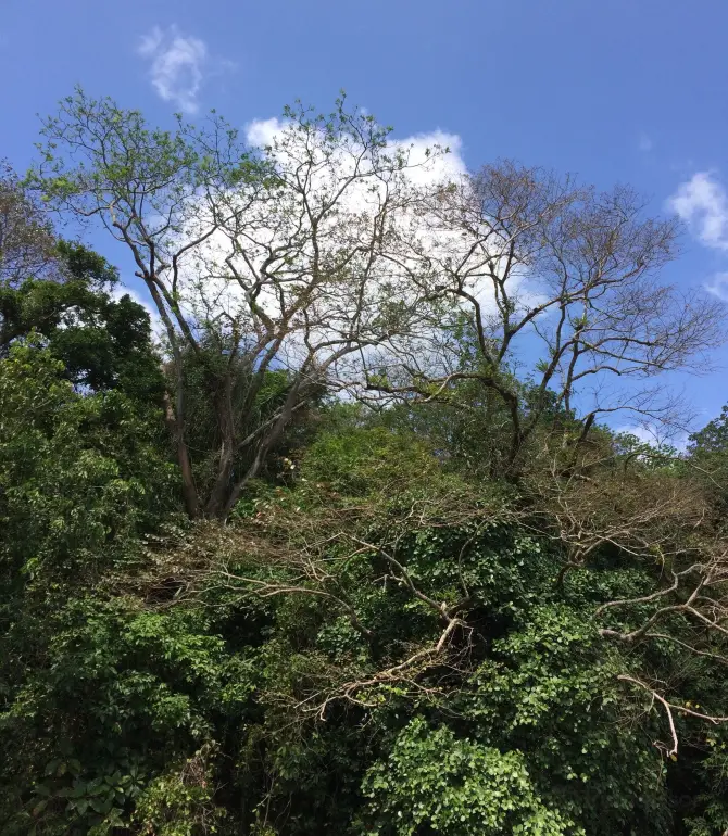 Rio Rita
