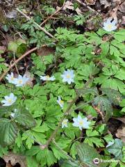 Larkey Valley Wood