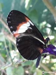 Mariposario la Casa de la Morpho Azul