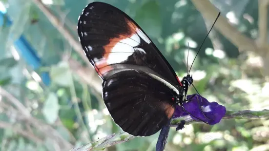 Mariposario la Casa de la Morpho Azul