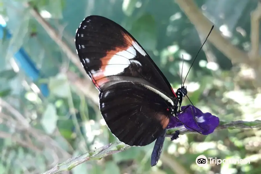 Mariposario la Casa de la Morpho Azul