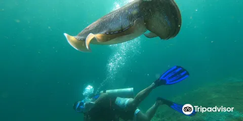 Omanta Scuba Diving Academy