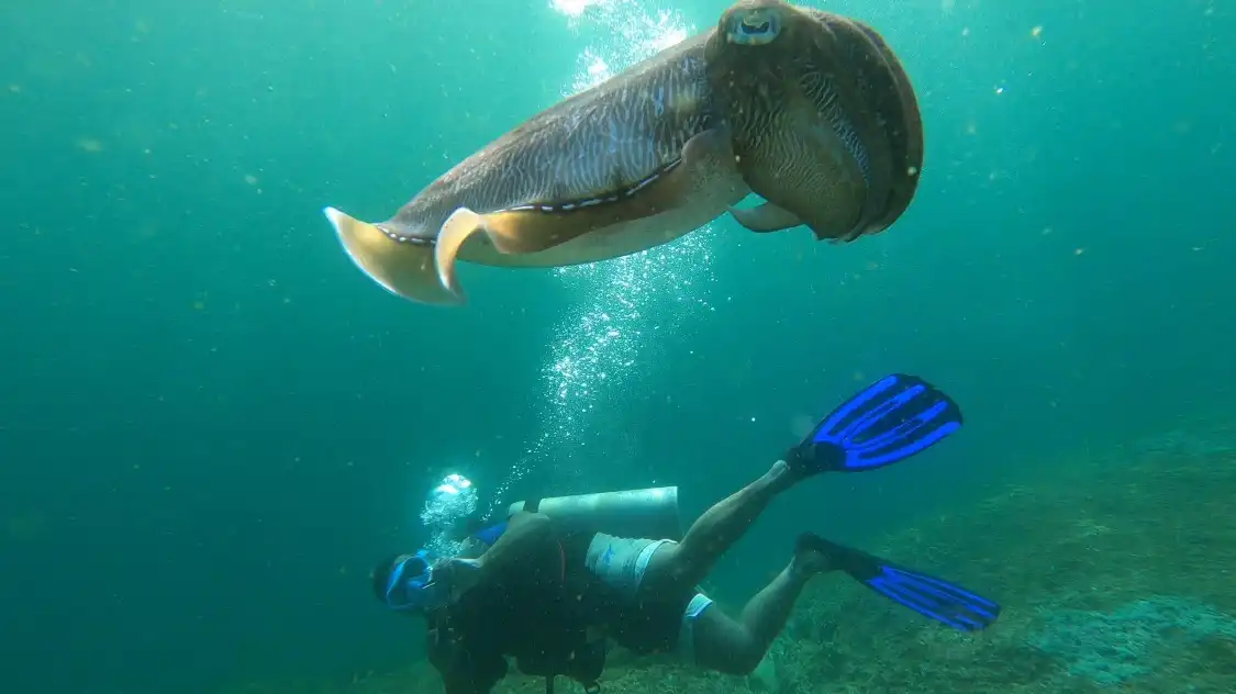 Hotels near Omanta Scuba Diving Academy