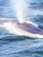 Island Quest Marine Whale and Wildlife Cruises