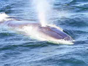 Island Quest Marine Whale and Wildlife Cruises