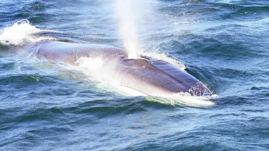 Island Quest Marine Whale and Wildlife Cruises