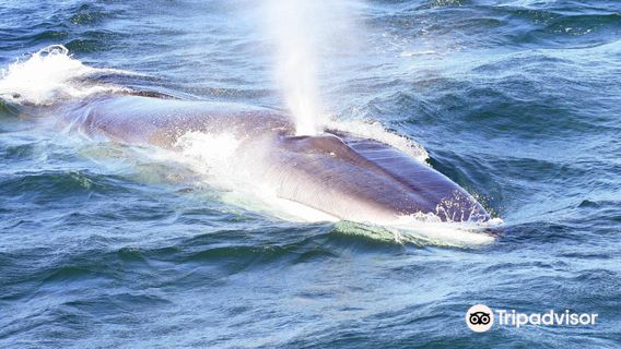 Island Quest Marine Whale and Wildlife Cruises