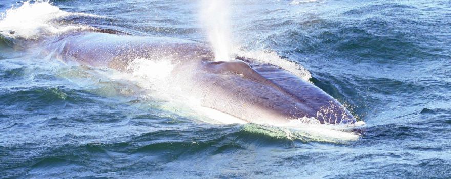 Island Quest Marine Whale and Wildlife Cruises