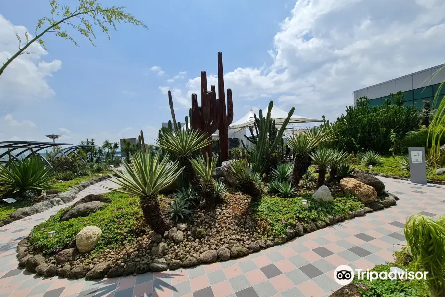 Cactus Garden