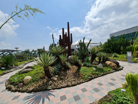 A Hidden Oasis Above the Runway  Cactus Garden, Changi Airport | Trip.com  Singapore