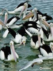 Pelican Feeding