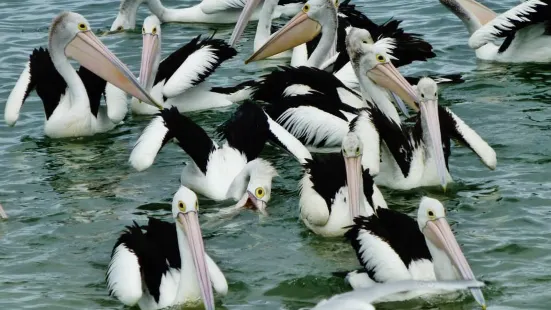 Pelican Feeding