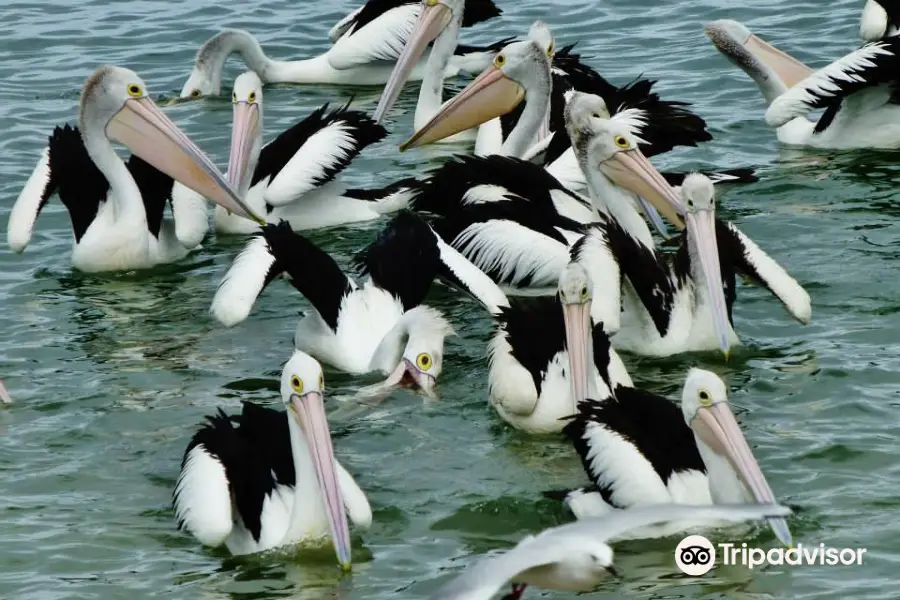 Pelican Feeding