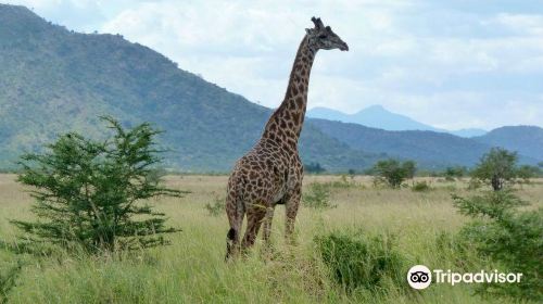 Mkomazi National Park