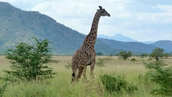 Mkomazi National Park