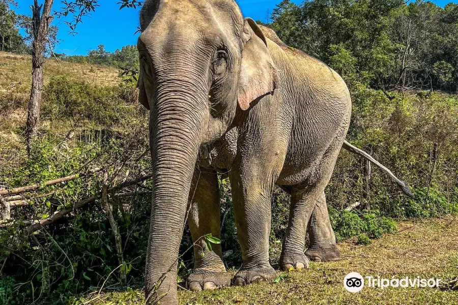 Le Cher Elephant Home