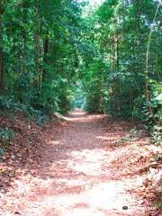 Bukit Timah Nature Reserve