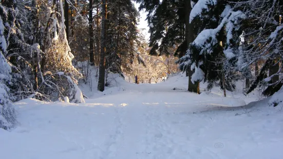 Anagach Wood