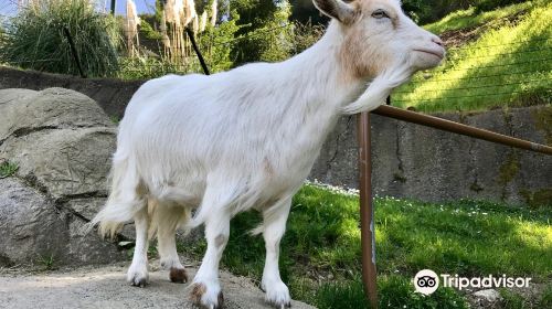 奧克蘭動物園