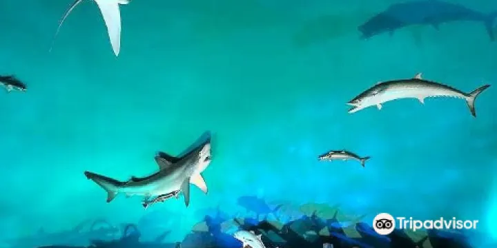 Museum of Coastal Carolina