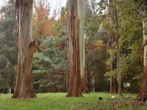 Taitua Arboretum