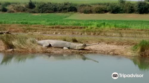 National Chambal Gharial Sanctuary Palighat Ranthambhore Sawai Madhopur