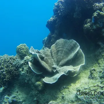 Deep People Freediving School