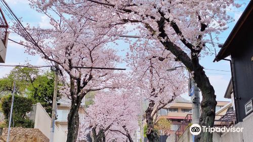 Kobe City NAdaku Cherry Blossoms Tunnel