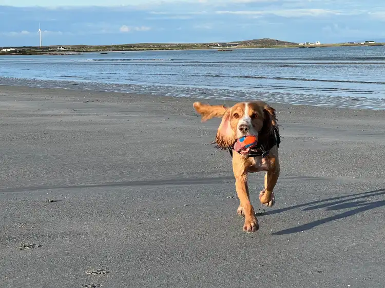 Hotels in Isle of Tiree