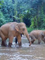 Chaingmai Jungle Trekking