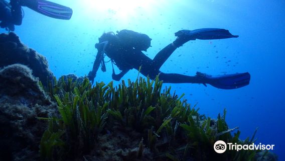Scilla Diving Center