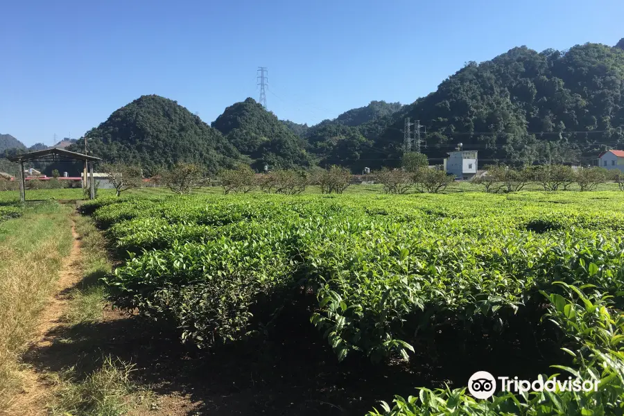 Moc Suong Tea Hill