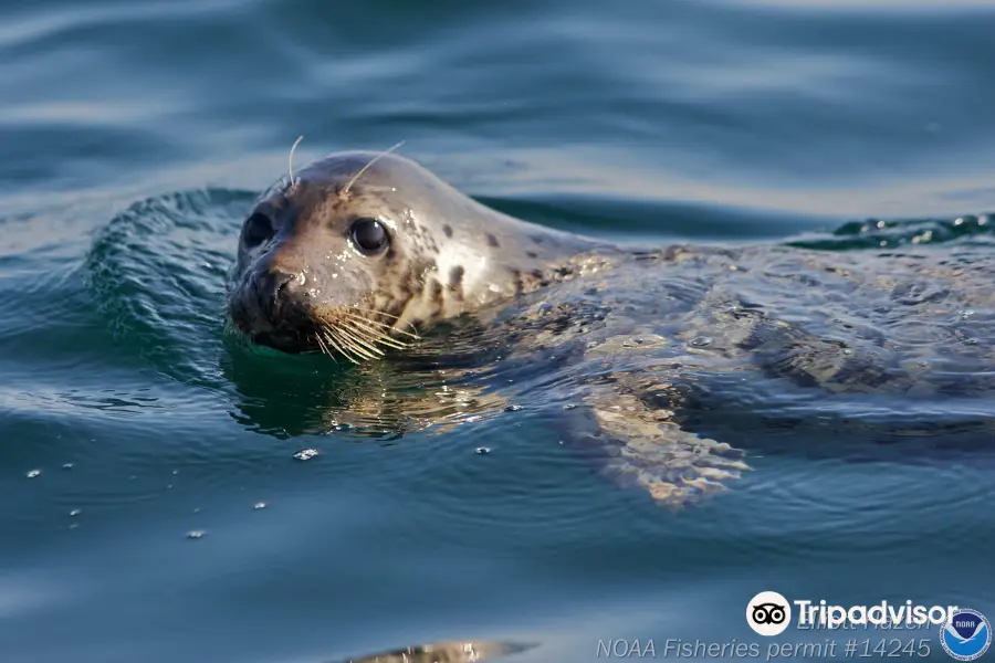 Stellwagen Bank National Marine Sanctuary