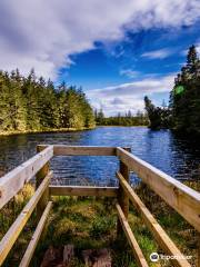 Blanemore Forest Archaeological Walk