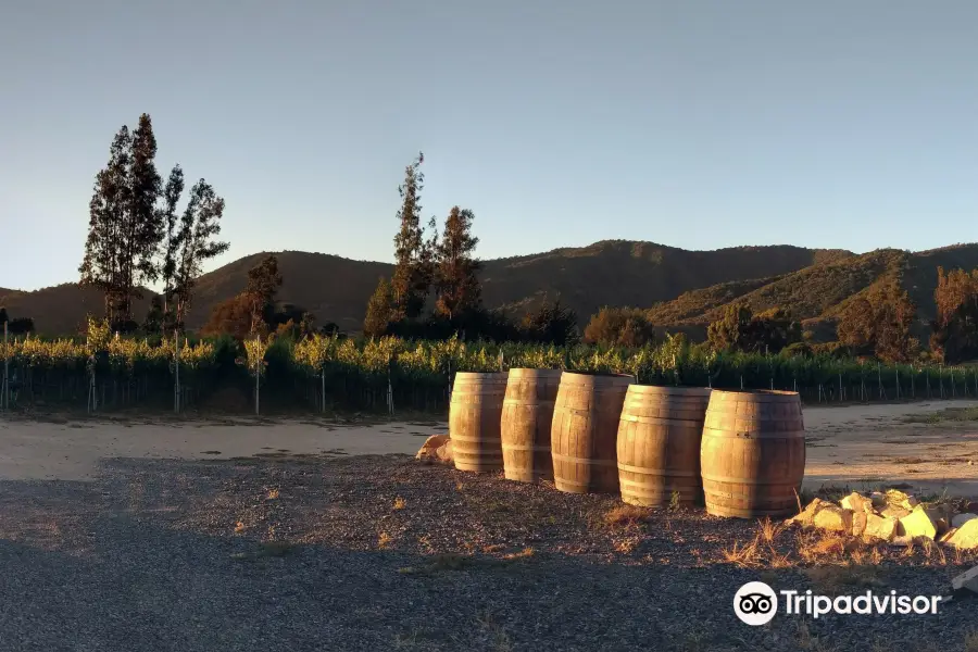 Attilio & Mochi, passionate winemakers / Vina Tunquen Limitada