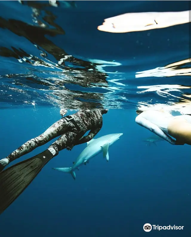 Scuba Diving in Honolulu