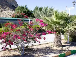 Qeshm Noopak Crocodile Park