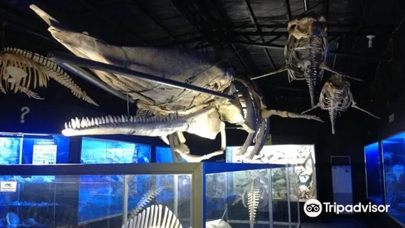 D' Bone Collector Museum