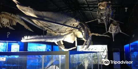 D' Bone Collector Museum