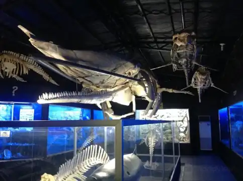 Hoteles cerca de D' Bone Collector Museum