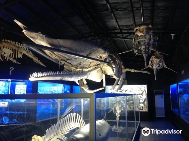 D' Bone Collector Museum