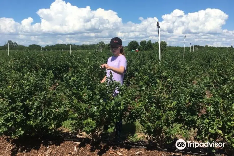 Blueberry Hill Farm