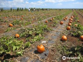 Aloun Farms