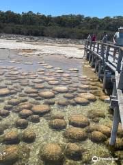 Lake Clifton Thrombolites