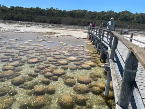 Lake Clifton Thrombolites