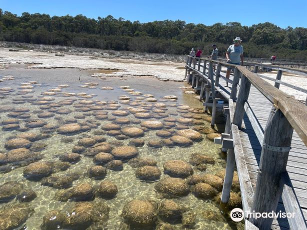 Lake Clifton Thrombolites