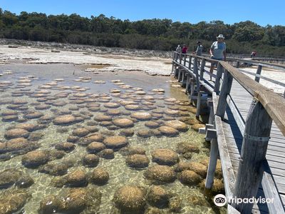 Lake Clifton Thrombolites
