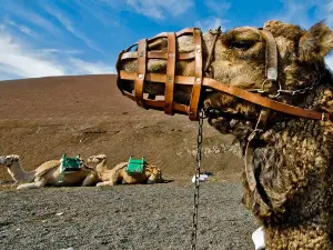 Camel Ride