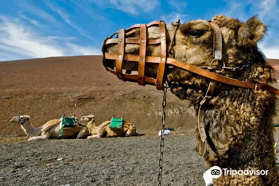 Camel Ride