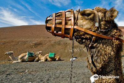 Camel Centre